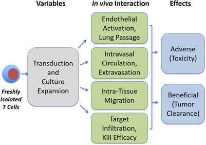 Influence of Culture Conditions on Ex Vivo Expansion of T Lymphocytes and Their Function for Therapy: Current Insights and Open Questions